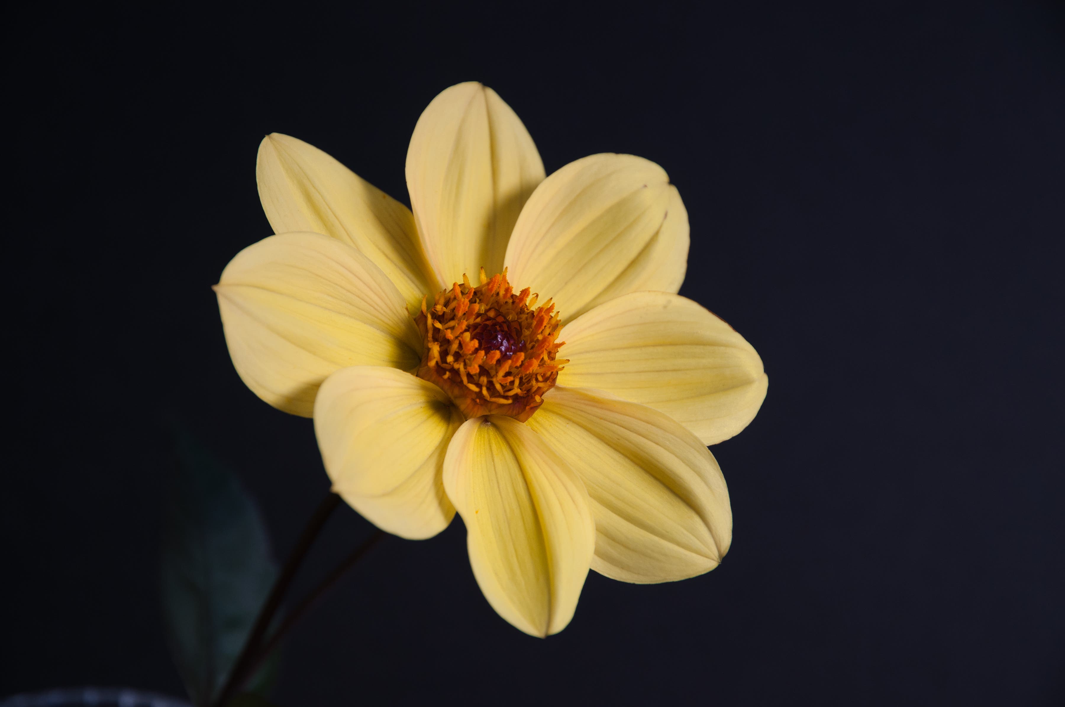 RI Dahlia Society Show