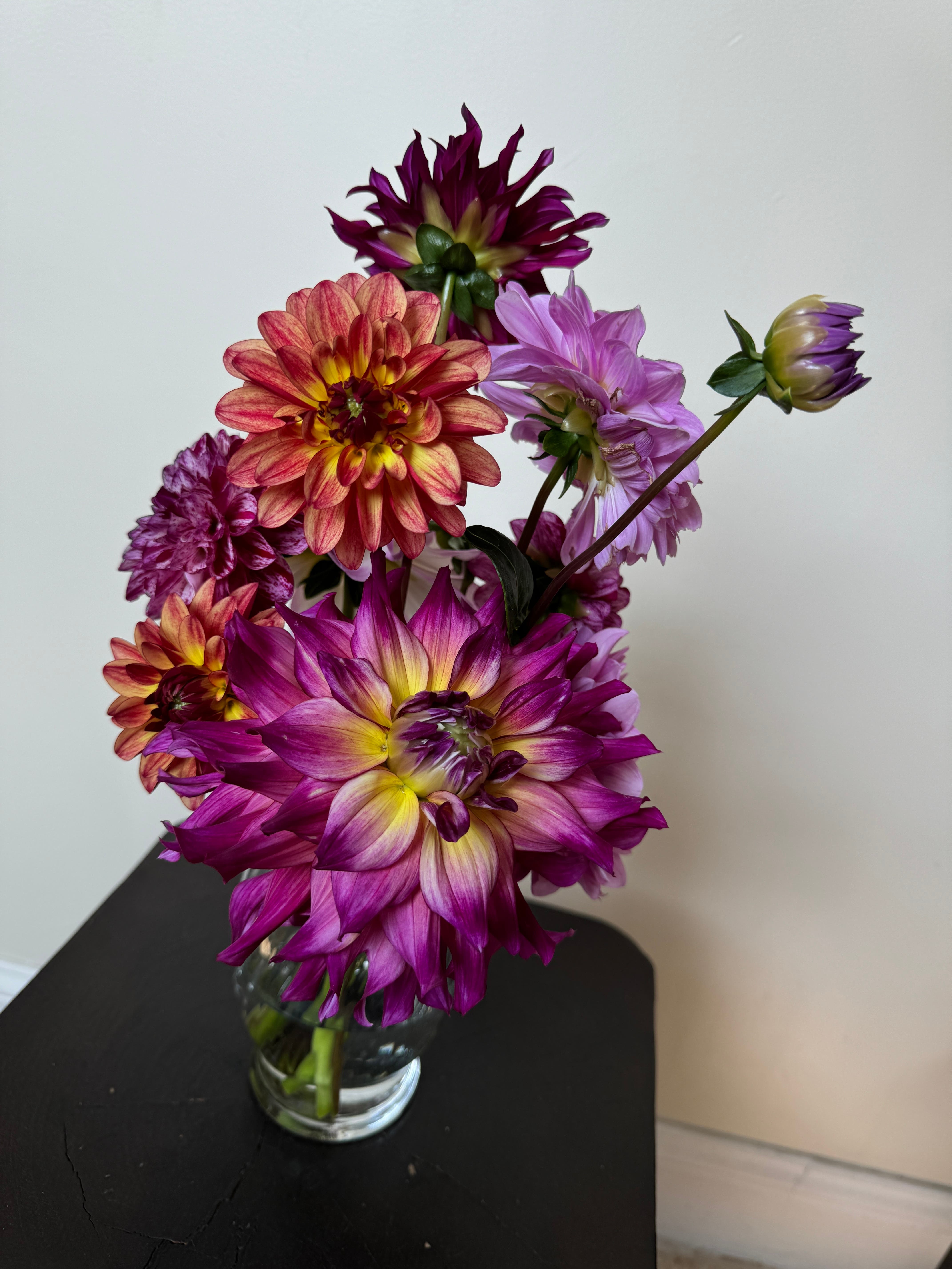 RI Dahlia Annual Dahlia Show