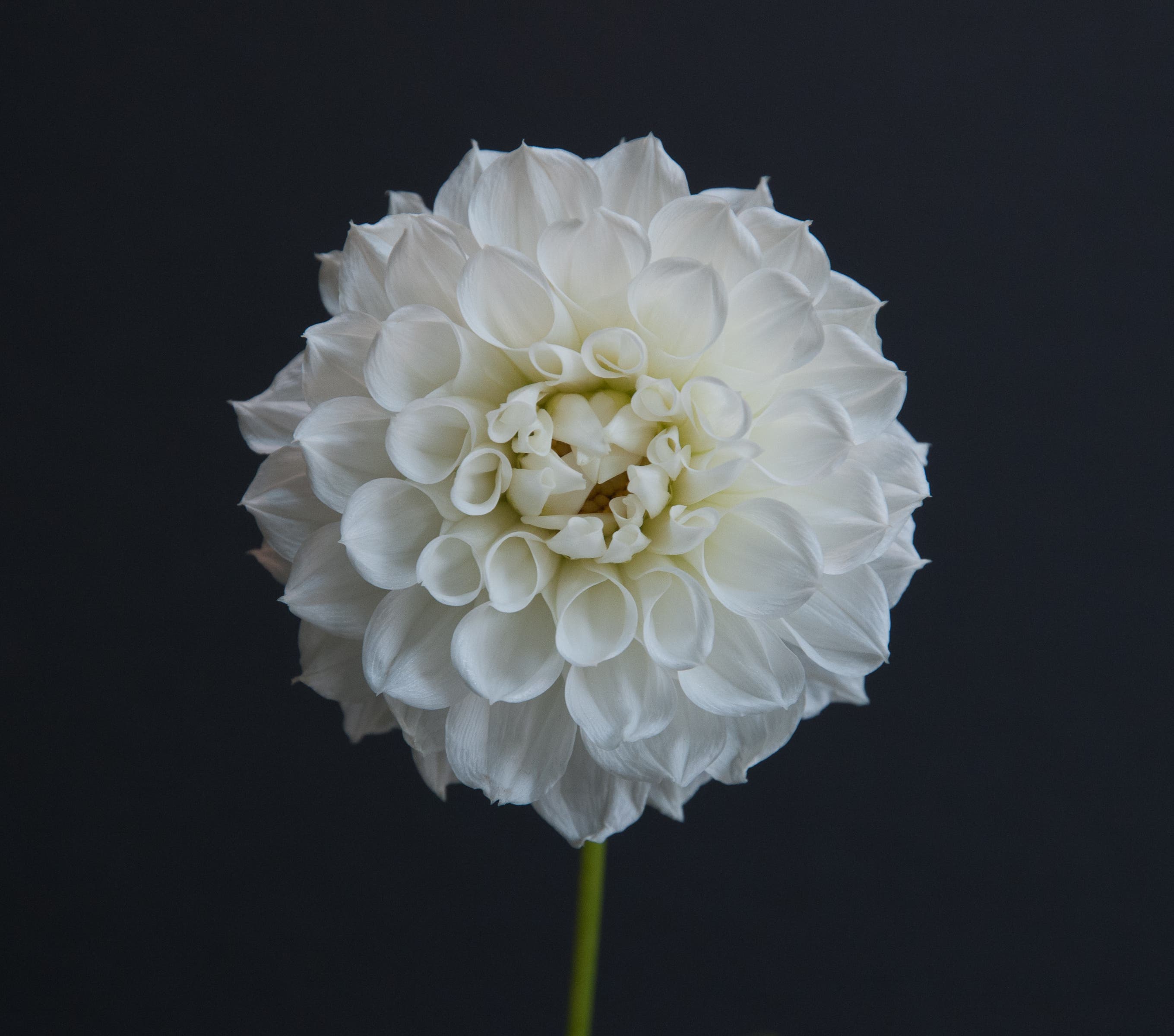 RI Dahlia Society Meeting