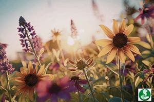 Wildflower or Weed: Friend or Foe at the Mendham Township Library