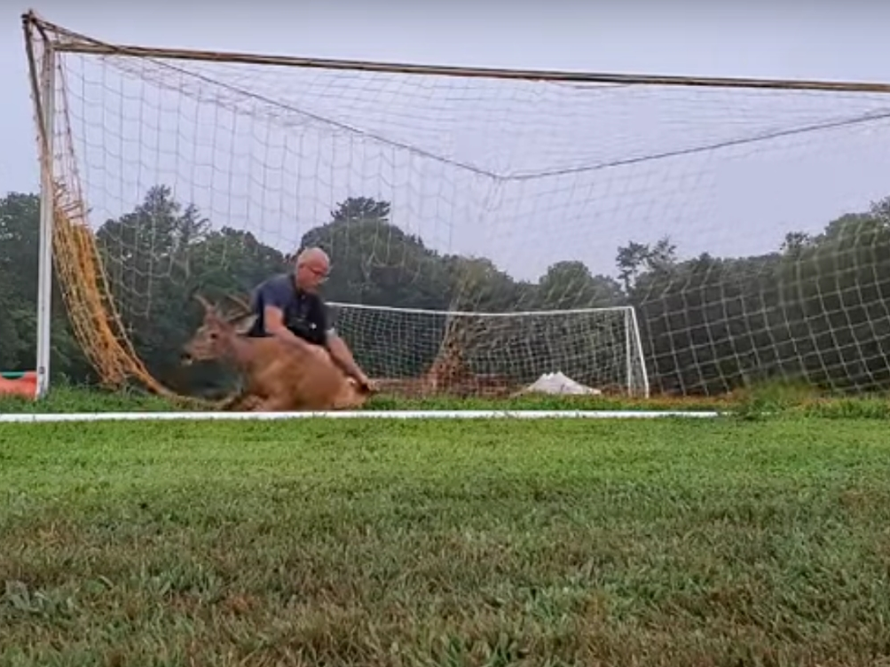 A screenshot of a video of a man about to rescue a deer that was trapped in a St. James soccer net.