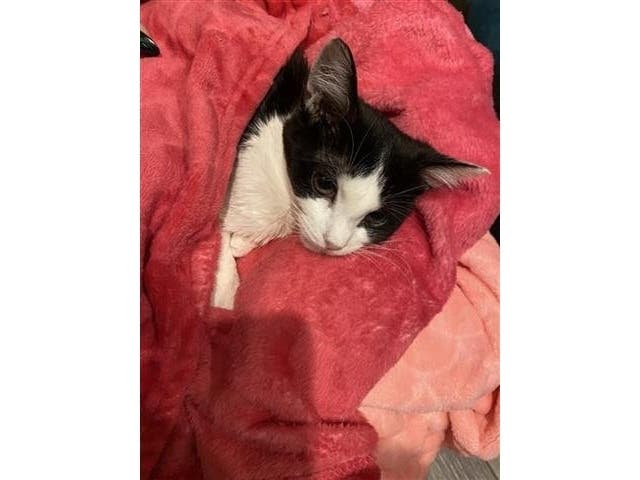 Valentina, a 4-month-old kitten, has a fatal disease called feline infectious peritonitis. Feral to Family, a Huntington-based cat rescue, is seeking donations for a medicine that could save her life.