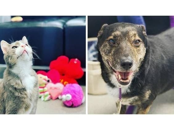 Mr. Smithers the cat and Max the dog were named the Smithtown Animal Shelter's Pets of the Week.