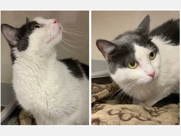 Chloe, a 4-year-old female domestic shorthair, was named the Smithtown Pet of the Week. 