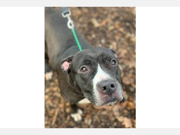 Betty Boop, an 8-year-old female pit bull terrier mix, is this week's Smithtown featured pet.