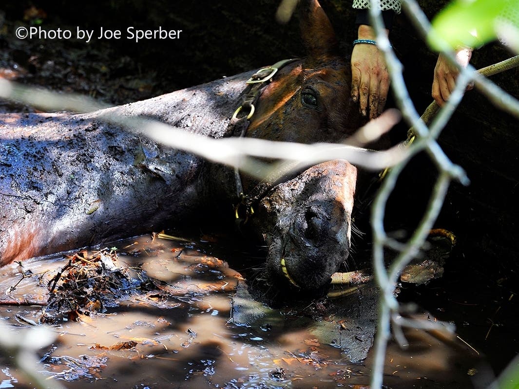 Two horses fell in a ravine in Smithtown on Thursday and were freed.