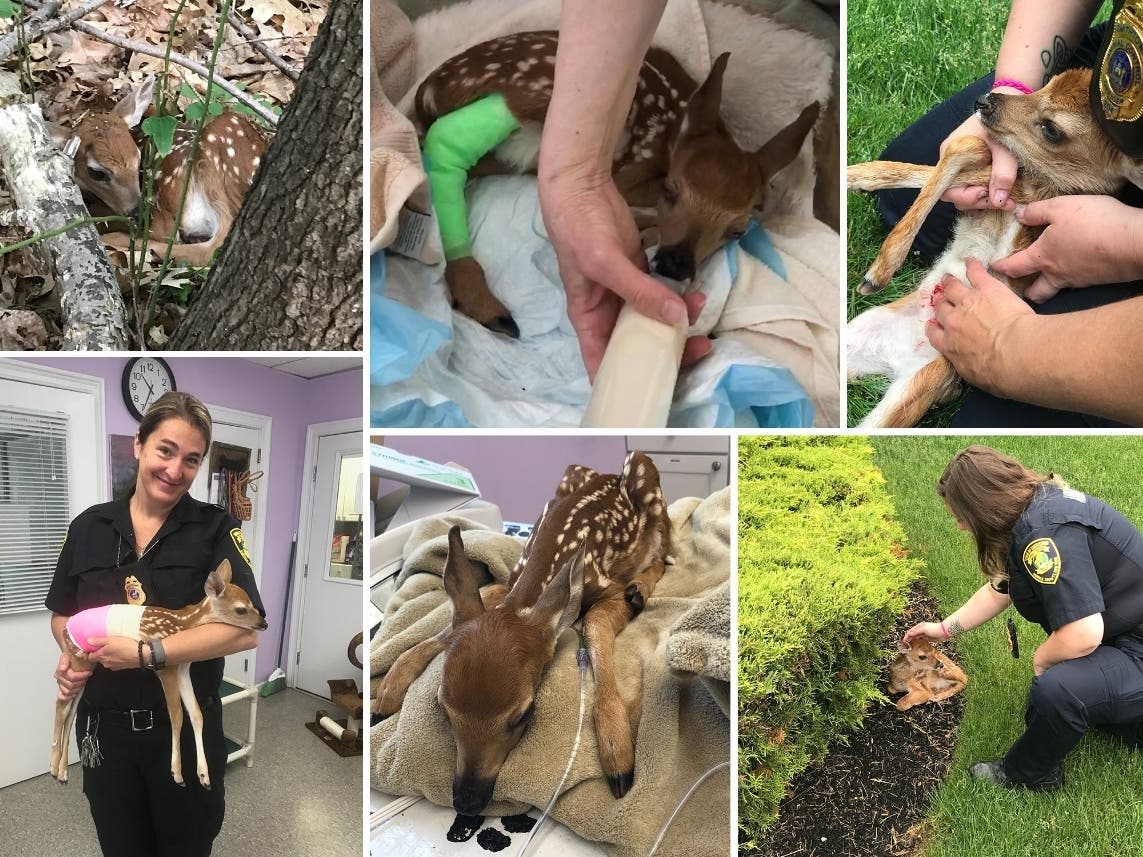 Three baby deer were rescued by Town of Smithtown Animal Control Officers and Smithtown Animal Shelter over the span of 36 hours.