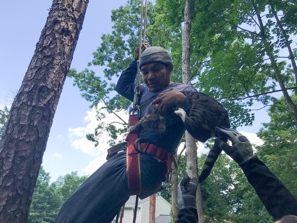 Tiger is rescued by Omar, a tree climber from Impressive Properties, after having climbed 50 feet up a tree in Nesconset. He was stuck for three days before being reunited with his family.