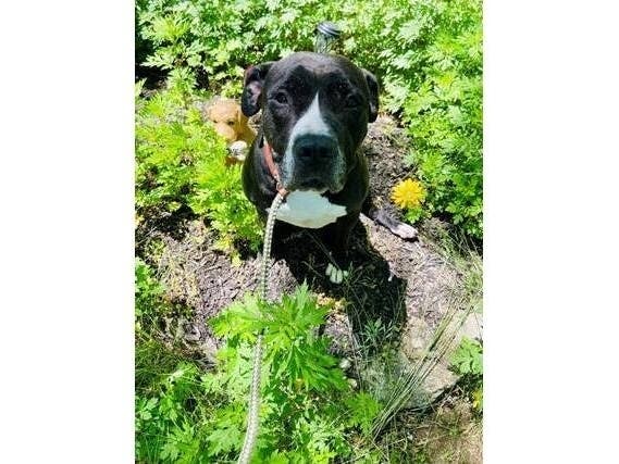 Betty Boop, an 8-year-old female pit bull terrier mix, was named the Smithtown Pet of the Week.