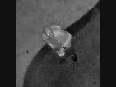 A man trespassed by entering the backyard of a Melville home and looking into the window early Friday, Suffolk police said.