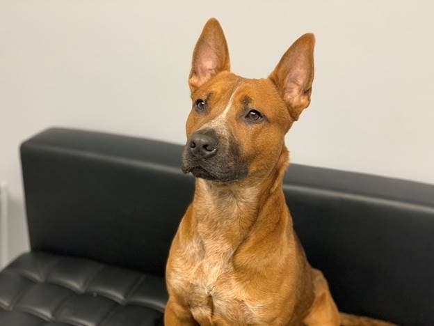 Uno, a 1-and-a-half-year-old Australian cattle dog/shepherd mix, was named the Smithtown Animal Shelter's Pet of the Week.