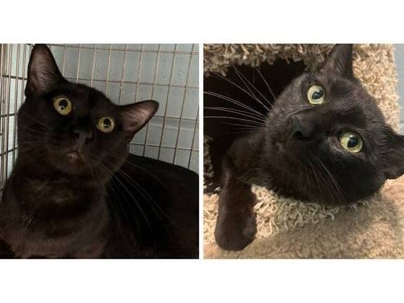 Ducky, a 1-year-old male domestic shorthair mix, was named the Smithtown Pet of the Week.