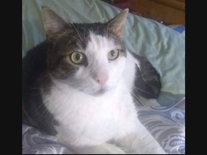 Oliver, a brown and white cat, is missing after a house fire in Port Jefferson Station from Jan. 5.