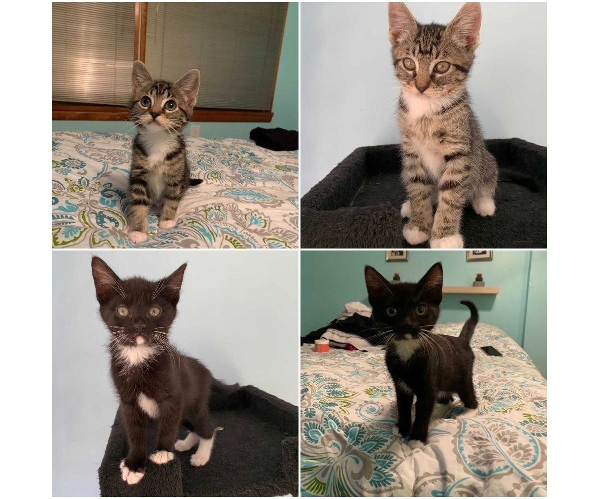 Top to bottom, left to right: Spring, Winter, Fall, Summer. The four felines are the Northport Cat Rescue Association's adoptable kittens for this week.