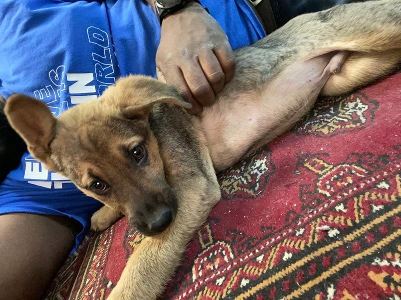 U.S. Army Sergeant Vont with his dog, Tyson, who he rescued while serving in the Middle East. He turned to Nesconset organization Paws of War to help him bring Tyson home to the United States, but donations are needed.