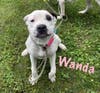 Wanda