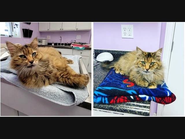 Yoo-Hoo, a female domestic medium hair mix between 10 and 12, is the Smithtown Animal Shelter's Pet of the Week.