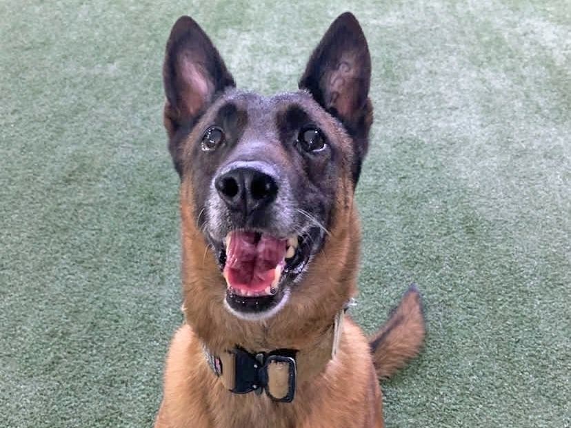 Duke, a military working dog, could be brought home to the United States by the Nesconset-based organization Paws of War.