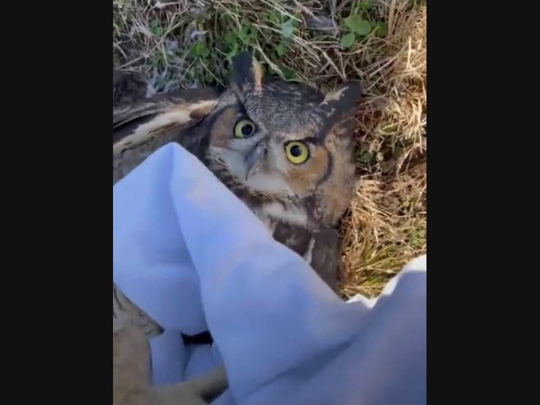 An owl was saved by two South Huntington School District groundskeepers at Walt Whitman High School.
