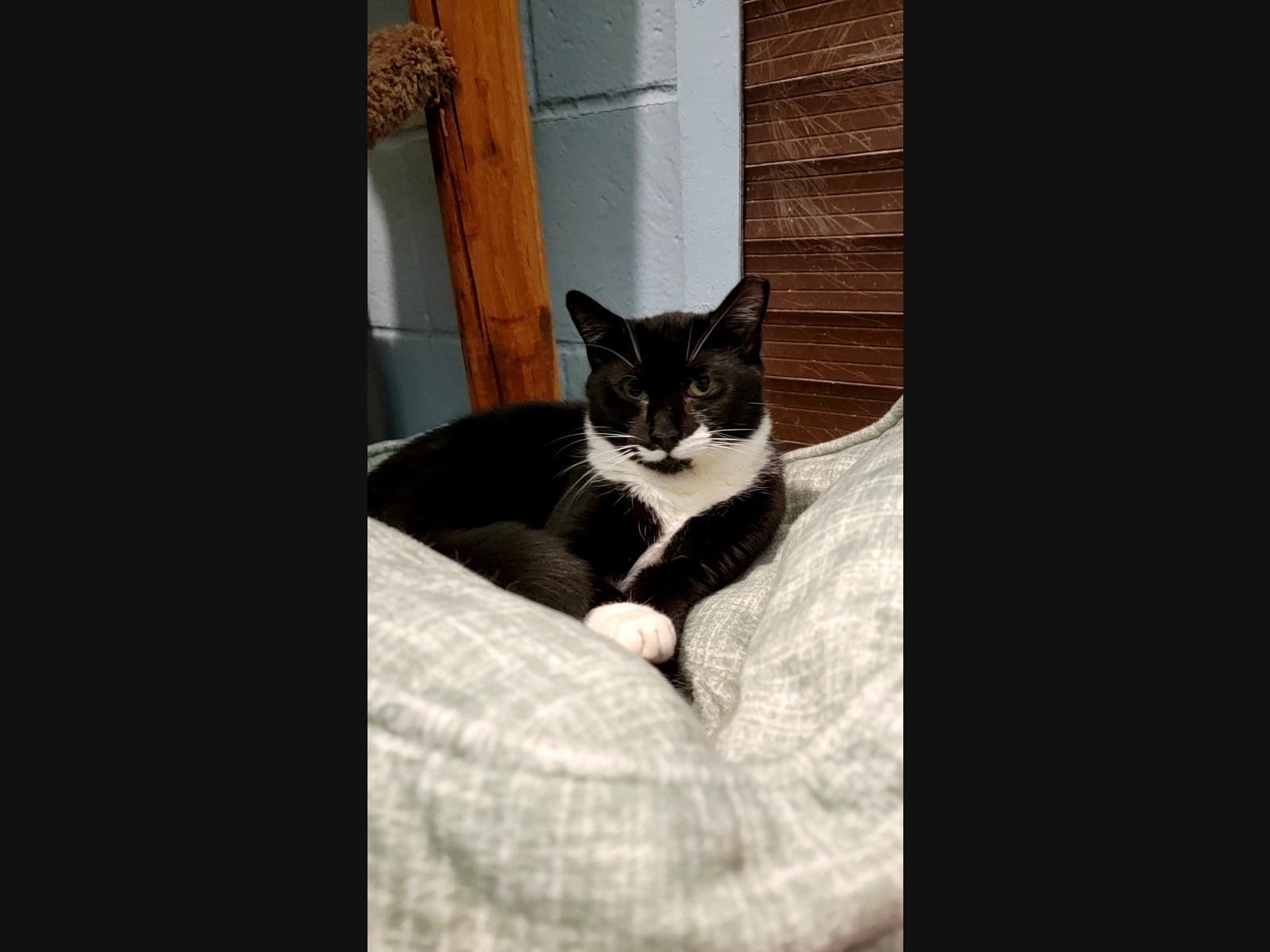 Queen Tabitha, a 10-month-old female domestic shorthair mix, is the Smithtown Animal Shelter's Pet of the Week.