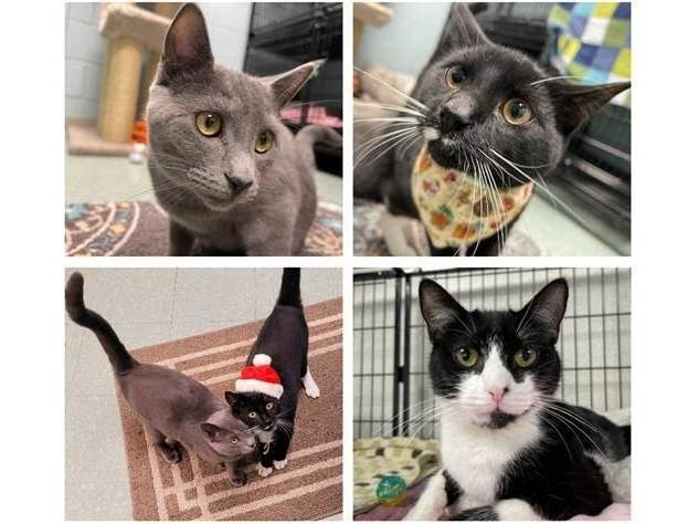 Iris and Ian are 7-month-old bonded siblings, and Luna is a 2-year-old. They are the Smithtown Animal Shelter's Pets of the Week.