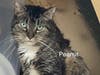 Peanut. One of the eight cats up for adoption at the Northport Cat Rescue Association.