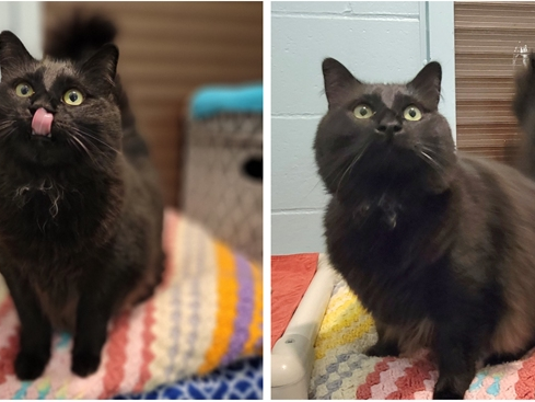 Boo, an 8-year-old Maine Coon and domestic medium-hair mix, is the Smithtown Pet of the Week.