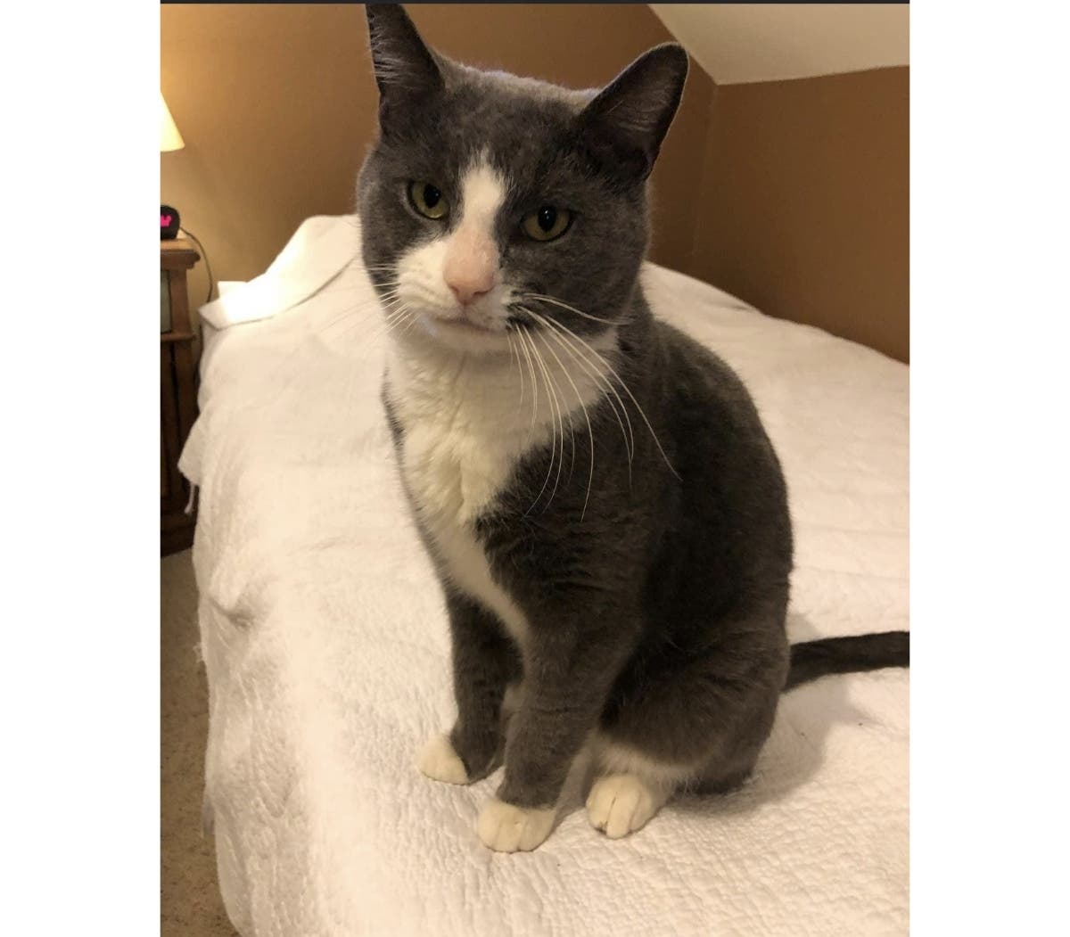 Grayson, an 18-month-old cat, is the Northport Pet of the Week.