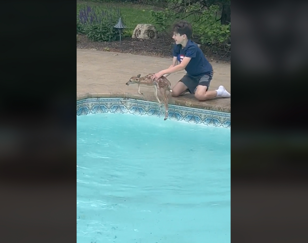 Anthony Masaitis, 12, of St. James, reaches into his pool to rescue a baby deer that fell in the water.