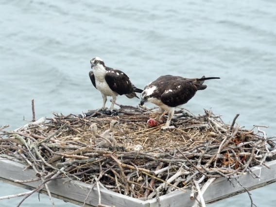 Mother and father ospreys had three baby chicks at the Huntington Lighthouse.