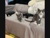 Left to right: Jerry, Taffy, Ben, Hallie are some of the Northport Pets of the Week.