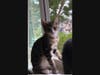 Cheddar is a Northport Pet of the Week.