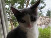 Chuck is a Northport Pet of the Week.