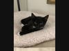 Checkers is a Northport Pet of the Week.