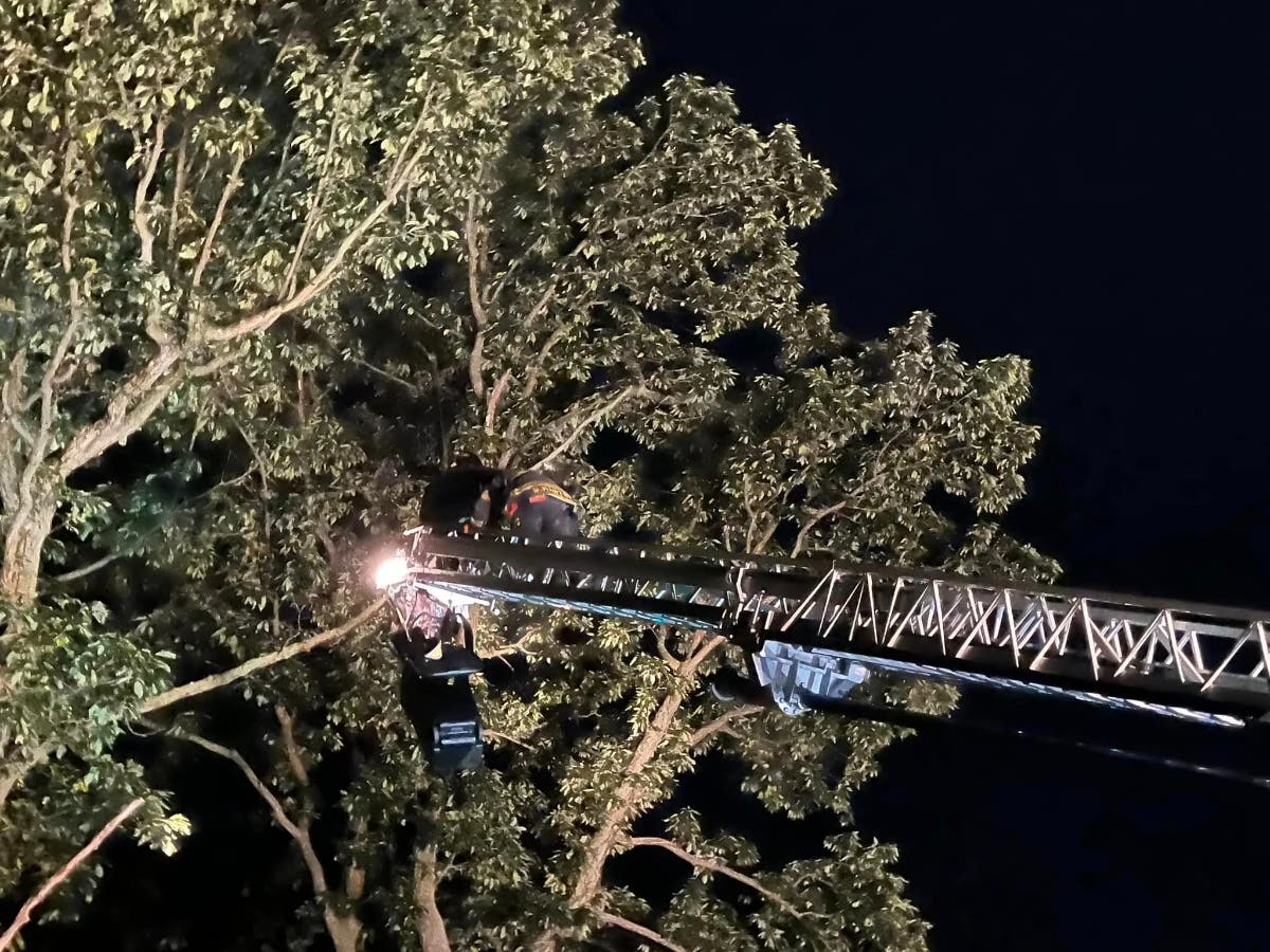 Huntington firefighters rescue an osprey trapped in a tree in Lloyd Harbor on Tuesday night.