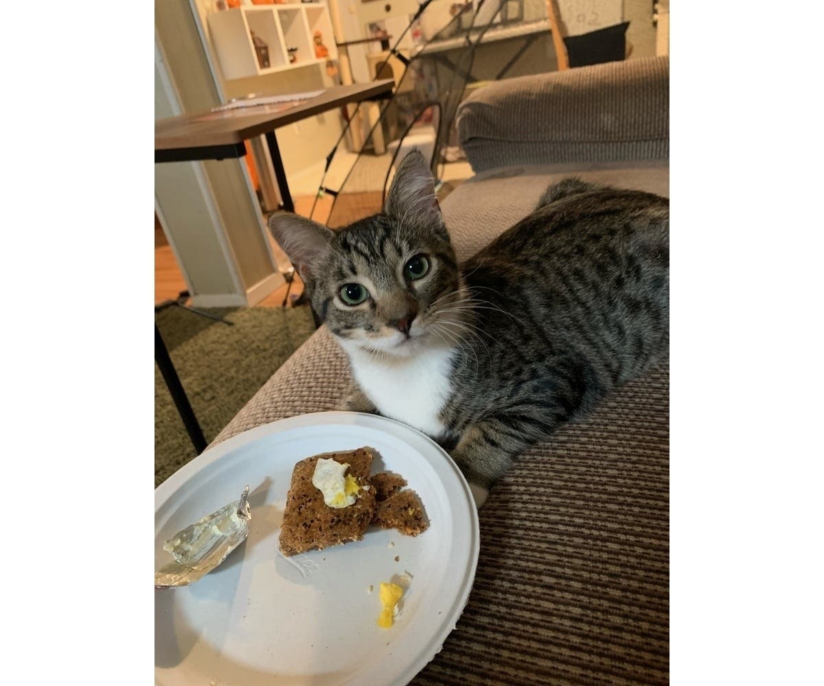 Dillon, a 5-month-old male kitten, is the Northport Pet of the Week.