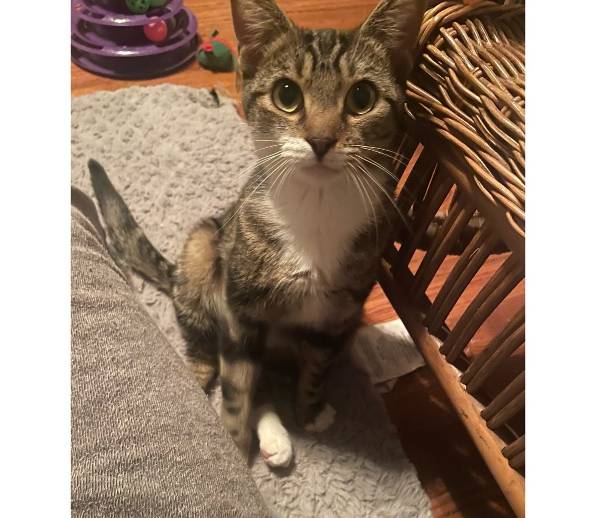 Candy, a 1-year-old female, is the Northport Pet of the Week.