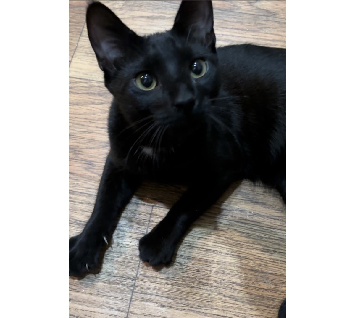 Marco, a 5-month-old boy with a candy cane tail, is the Northport Pet of the Week.