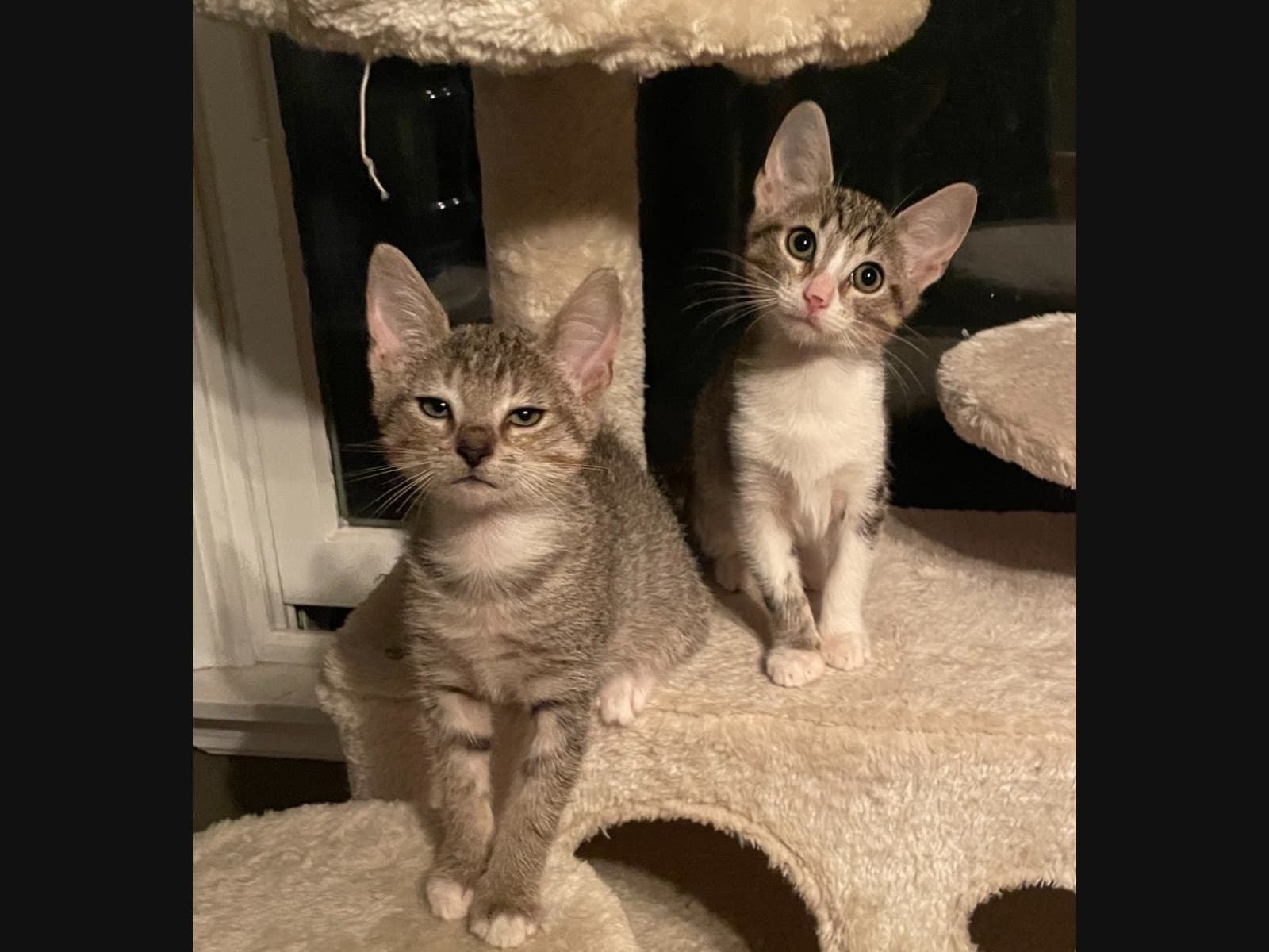 Violet (left) and Blossom are the Northport Pets of the Week.
