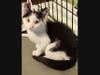 Felix, a 9-month-old male kitten, is the Huntington Pet of the Week.