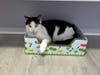 Felix, a 9-month-old male kitten, is the Huntington Pet of the Week.