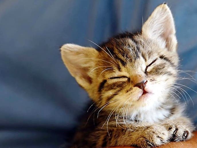 A no-kill shelter seeks the public's help in identifying homeless and stray cats in need of help.