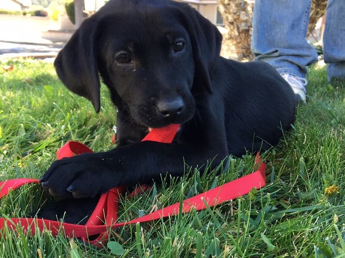 Attendees at the Walk for Animals event are welcome to bring their four-legged friends on leashes. 