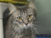 Grayce Nickel is a beautiful, long-haired grey tabby searching for her forever home.