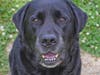 Even though Mason is seven years old, he acts like a spry and frisky puppy.