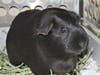 Harley and Quinn are sweet guinea pigs and love to explore.