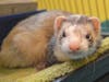 Cubby and her pal Skittles and the pair is looking for a new home together.