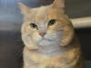 King was relinquished at the shelter after his owner passed away.