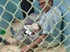 Anne Arundel County shelter volunteers spent their July 4 comforting animals frightened by fireworks.