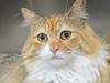 Callie Fornia can't wait for someone to take her home with them. 